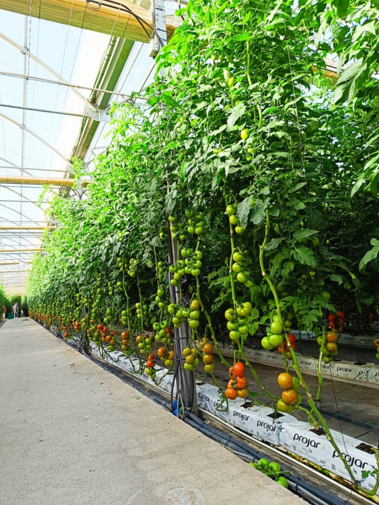 estufas de tomate