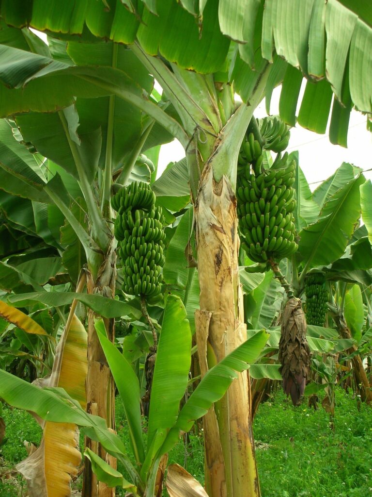 Bananeiras