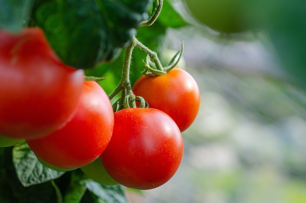 Tomate